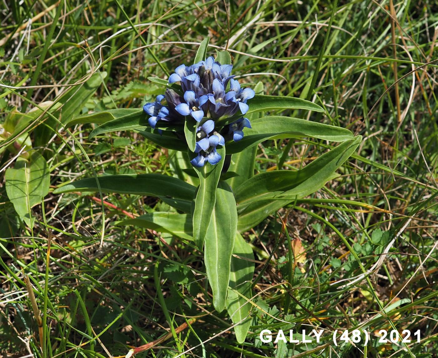 Gentian, Cross leaf